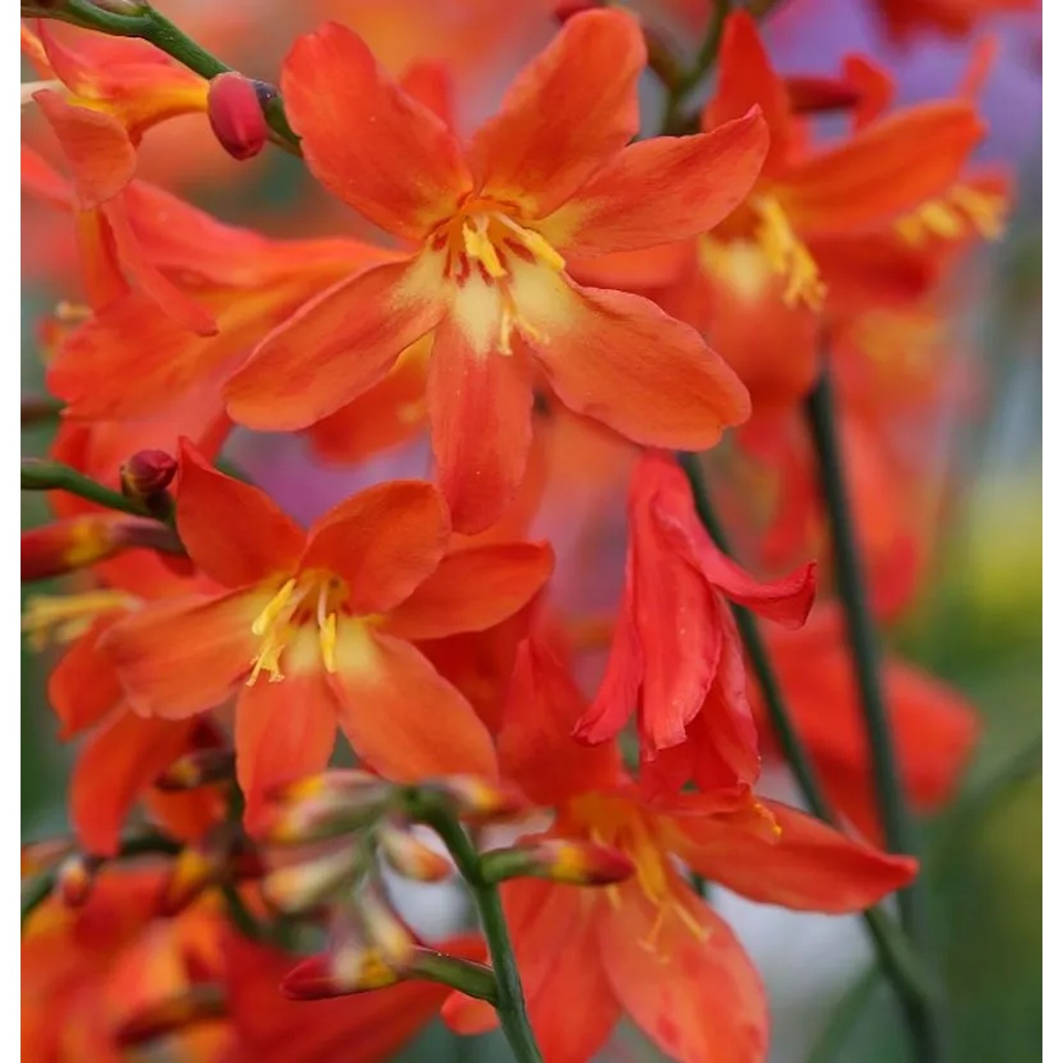 Riesen Montbretie - Crocosmia paniculata