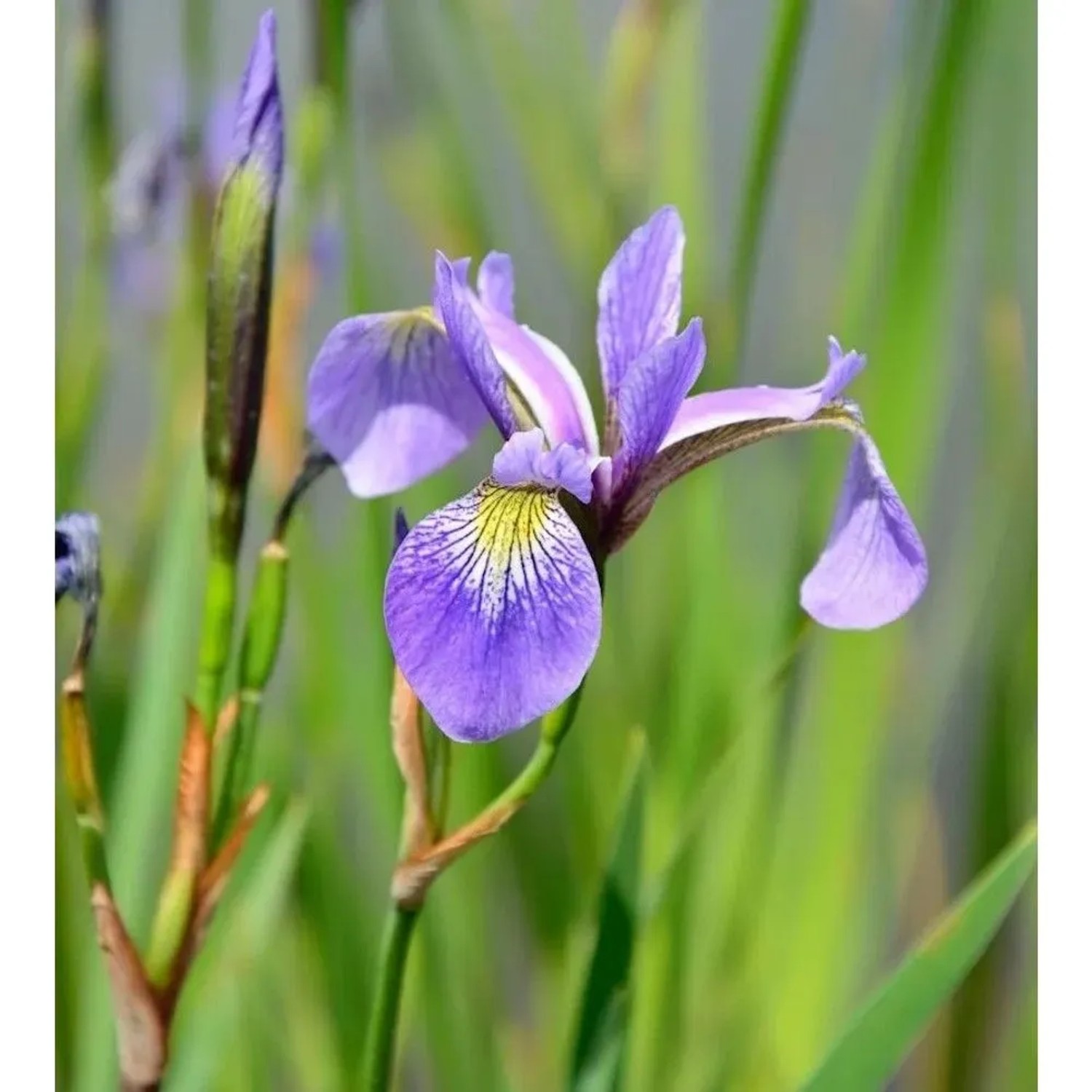 Schwertlilie Versicolor - Iris versicolor