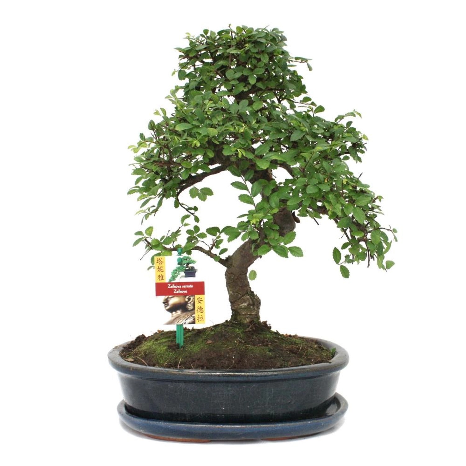 Exotenherz Bonsai Chinesische Ulme Ulmus Parviflora ca. 10 Jahre günstig online kaufen