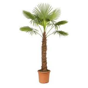 Exotenherz Chinesiche Hanfpalme Trachycarpus Fortunei 40cm Topf 180-200cm Hoch