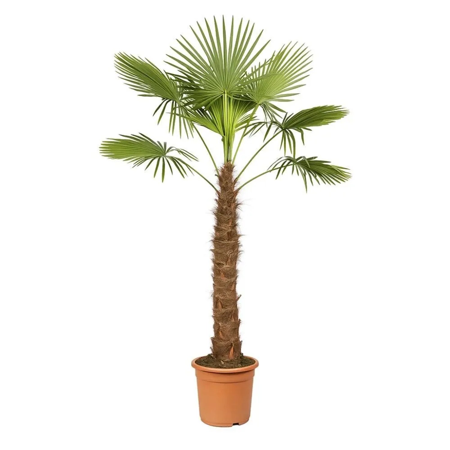 Exotenherz Chinesiche Hanfpalme Trachycarpus Fortunei 40cm Topf 180-200cm H günstig online kaufen