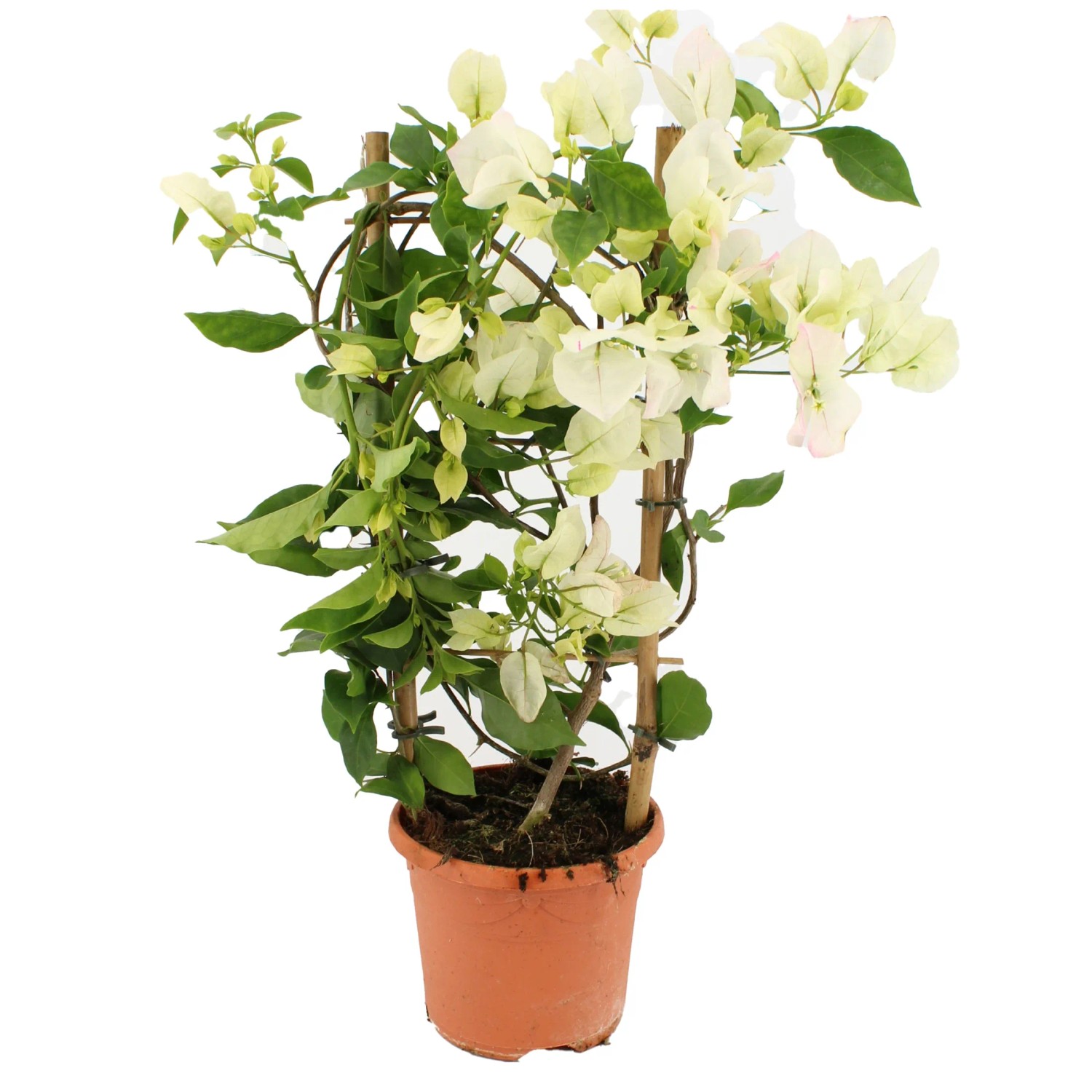 Plumeria Hawaiian Zimmerpflanze - Frangipani Tropen Produktbild-Vorschau 9
