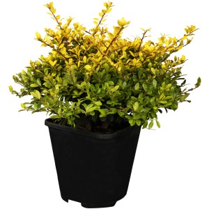 Berg-Ilex Glorie Gem im Topf, ca. 10-20 cm hoch, immergrüne, gelb-grüne Blätter.