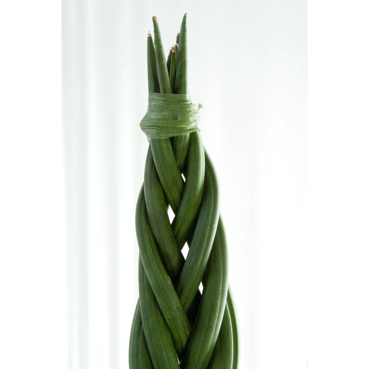 Bogenhanf Sansevieria zeylanica fan 12 cm kaufen bei OBI