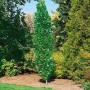 Schlanker, grüner Tulpenbaum 'Fastigiatum' (100–125 cm) im Garten.
