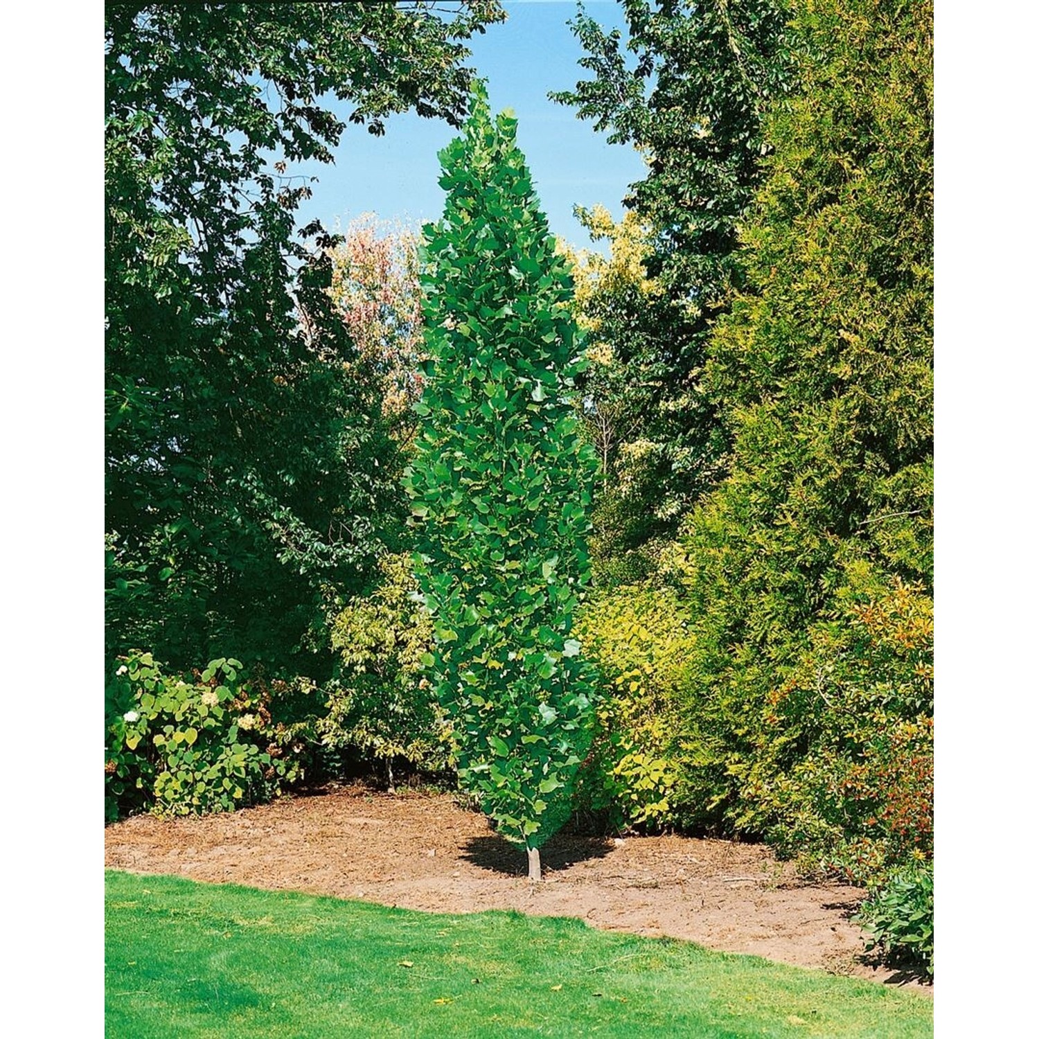 Liriodendron Tulipifera Fastigiatum Tulpenbaum 100–125 cm günstig online kaufen