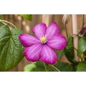 Nahaufnahme einer karminroten Clematis Ville de Lyon Waldrebe mit grünen Blättern.