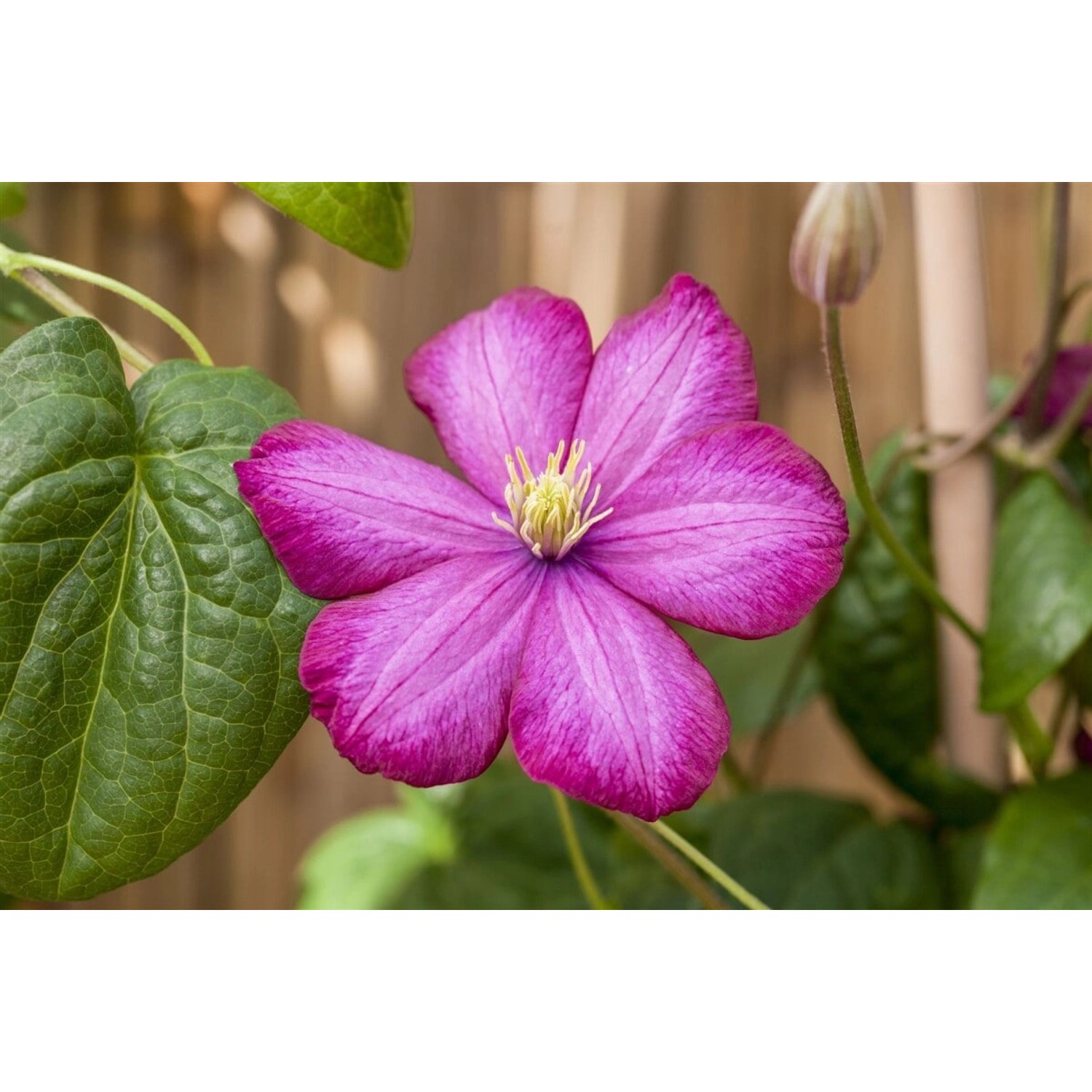 Clematis Hybride Ville De Lyon Waldrebe Karminrot 80–100 cm günstig online kaufen