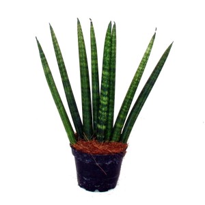 Exotenherz Sansevieria Cylindrica 3er Set im Topf, Bogenhanf Zimmerpflanze.