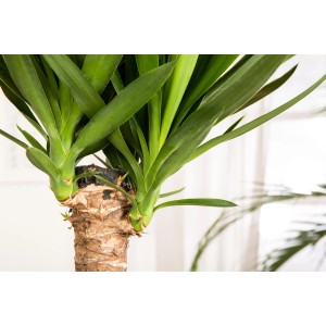 Palmlilie (Yucca) mit zwei Stämmen im Topf, ca. 90-100 cm hoch. Zimmerpalme mit grünen Blättern.