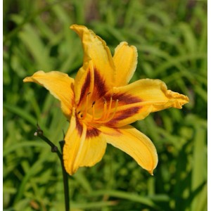Gelbe Taglilie 'Bonanza' (Hemerocallis) mit braunroter Zeichnung im Garten.