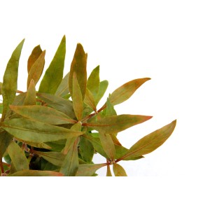 Dennerle Aquariumpflanze Alternanthera Reineckii Mini mit grün-roten Blättern.