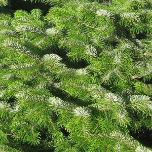 Nahaufnahme: Dichtes, grünes Nadelkleid einer Nordmanntanne. Ideal als Weihnachtsbaum.