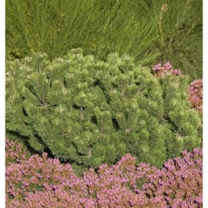 Krummholz Kiefer (Pinus mugo mughus), kompakter Strauch mit grünen Nadeln.