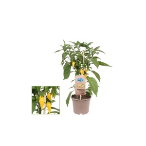 Exotenherz Chilipflanze mit gelben Peperoni im 14cm Topf für Balkon und Garten.