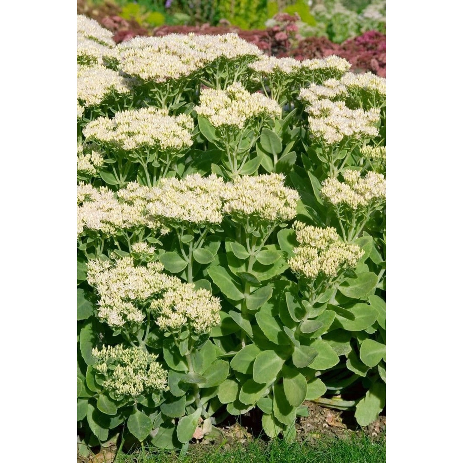 Sedum Spectabile Stardust Prächtige Fetthenne Ca. 9x9 cm Topf günstig online kaufen