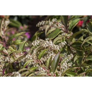 Bunte Traubenheide 'Rainbow' mit grün-creme-rosa Laub und weißen Blüten als Zierstrauch.