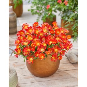 Delosperma coo. Mix T17 im Topf: Leuchtend rote, hitzetolerante Sommerpflanze für sonnige Standorte.