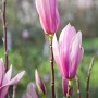Nahaufnahme der rosa Blütenknospen der Magnolia 'Sentinel' Magnolie (60-80 cm).