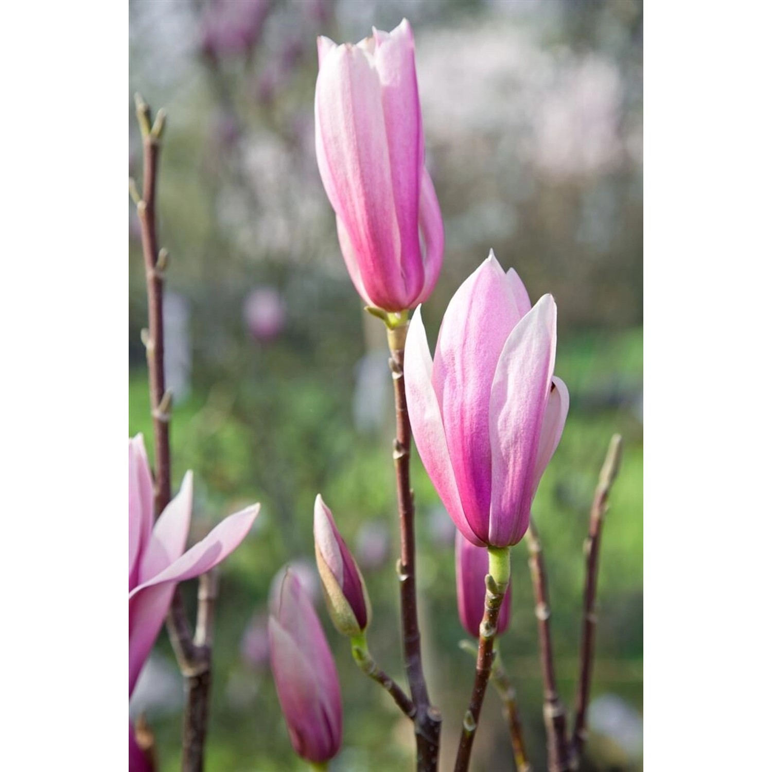 Magnolia 'Sentinel' Magnolie 60-80 cm günstig online kaufen
