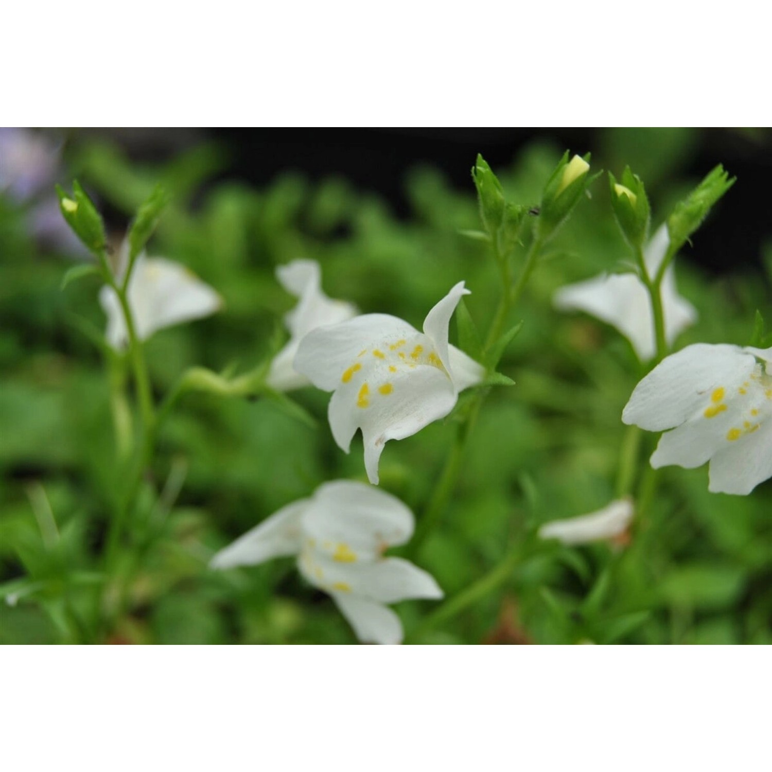 Mazus Reptans Albus Bodendecker Weiß Ca. 9x9 cm Topf günstig online kaufen