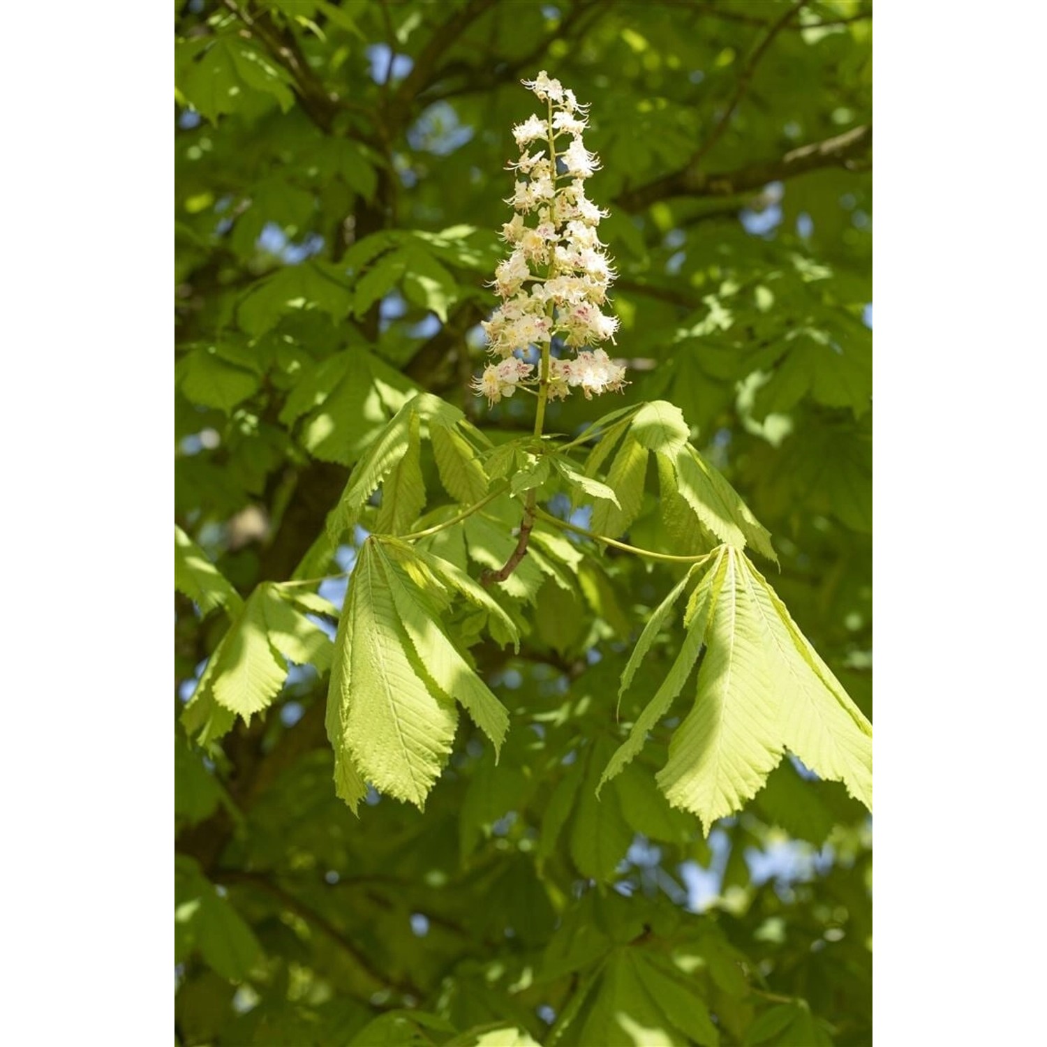Aesculus Hippocastanum Gewöhnliche Rosskastanie 150–200 cm günstig online kaufen