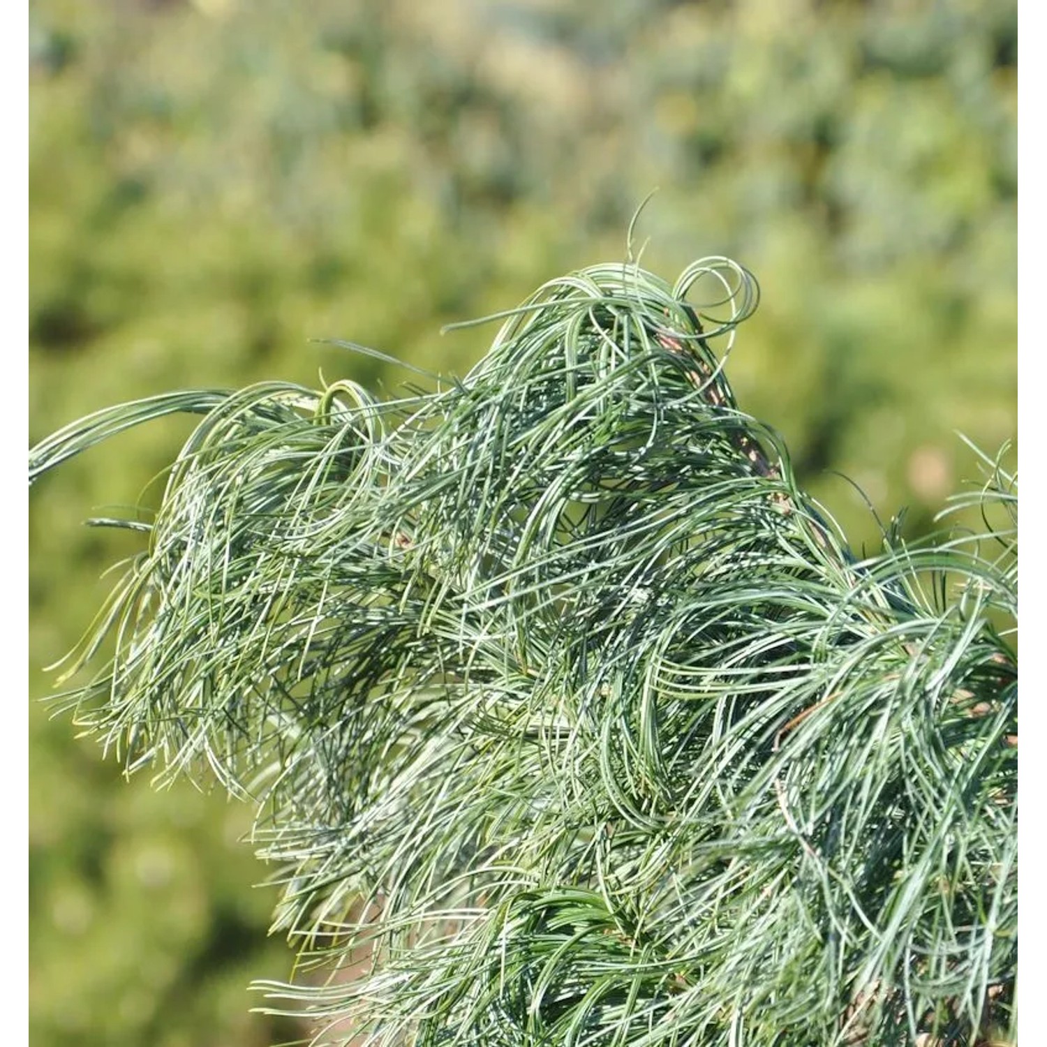 Mädchenkiefer Tiny Curls 20-25cm - Pinus strobus