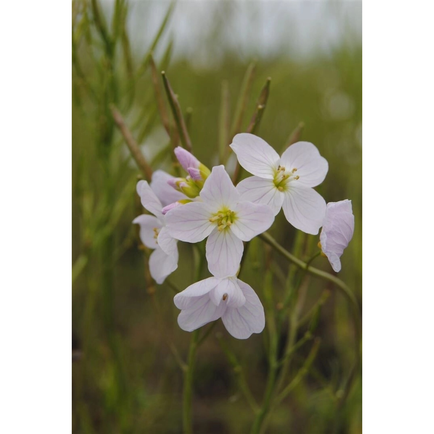 Cardamine Pratensis Wiesen-Schaumkraut Ca. 9x9 cm Topf günstig online kaufen