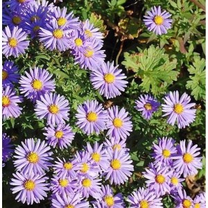 Kissenaster Professor A. Kippenberg, lila Blüten mit gelber Mitte, Staude.