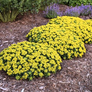 Gelbe Fetthenne (Sedum) im Topf, eine robuste Staude für sonnige Gärten.
