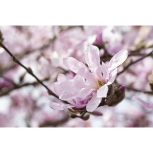 Nahaufnahme einer zartrosa Sternmagnolie Rosea Blüte, 15-20 cm hoch.