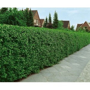 Dicht gewachsene, grüne Ligusterhecke 'Atrovirens' (150-175 cm) als Sichtschutz im Garten.