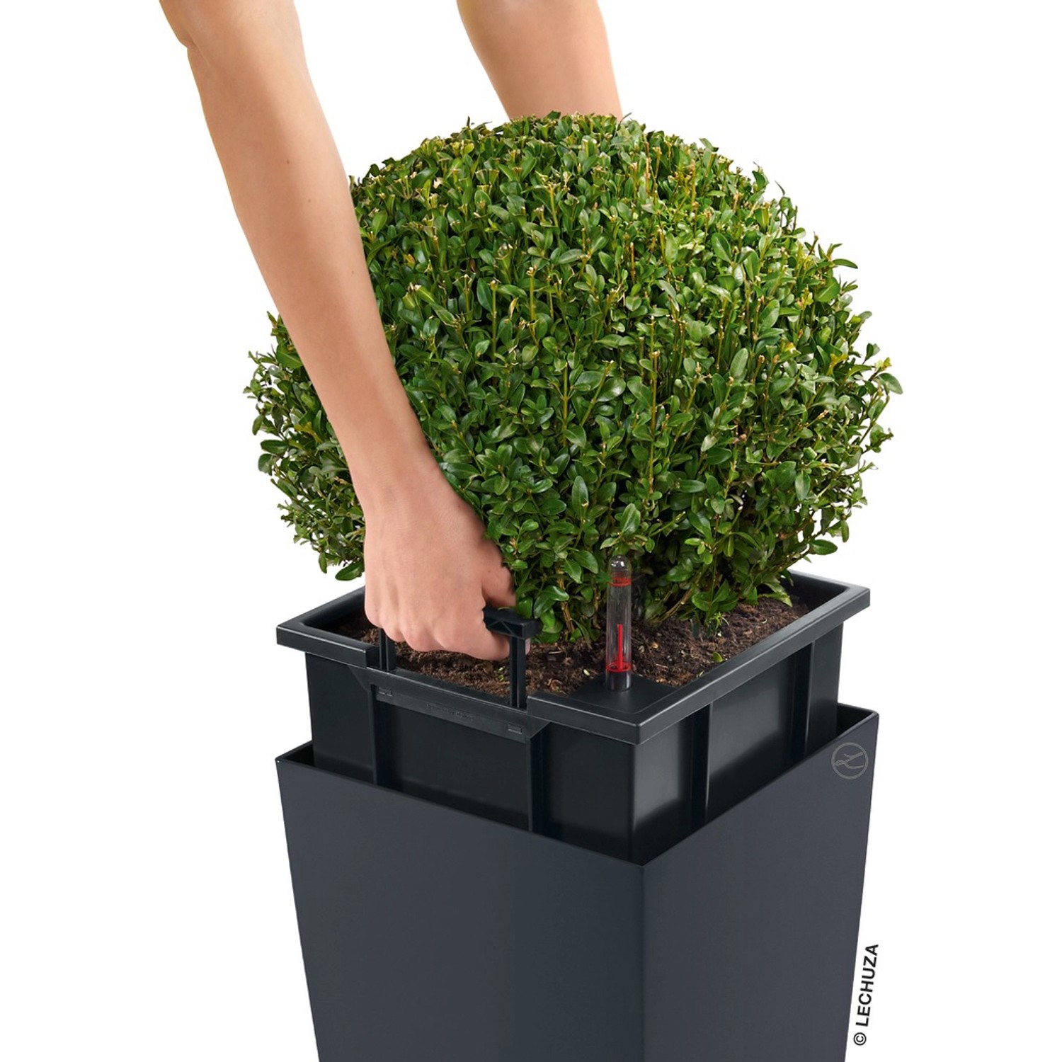 Lechuza Cubico Premium 30 Pflanzgefäß in Anthrazit metallic mit Pflanze.