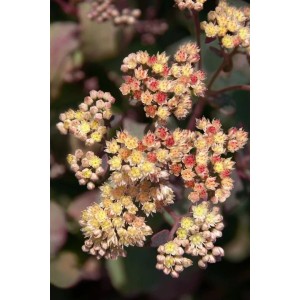 Nahaufnahme der gelben Blüten der Sedum Telephium 'Yellow Xenox' Fetthenne im Topf.