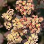 Nahaufnahme der gelben Blüten der Sedum Telephium 'Yellow Xenox' Fetthenne im Topf.