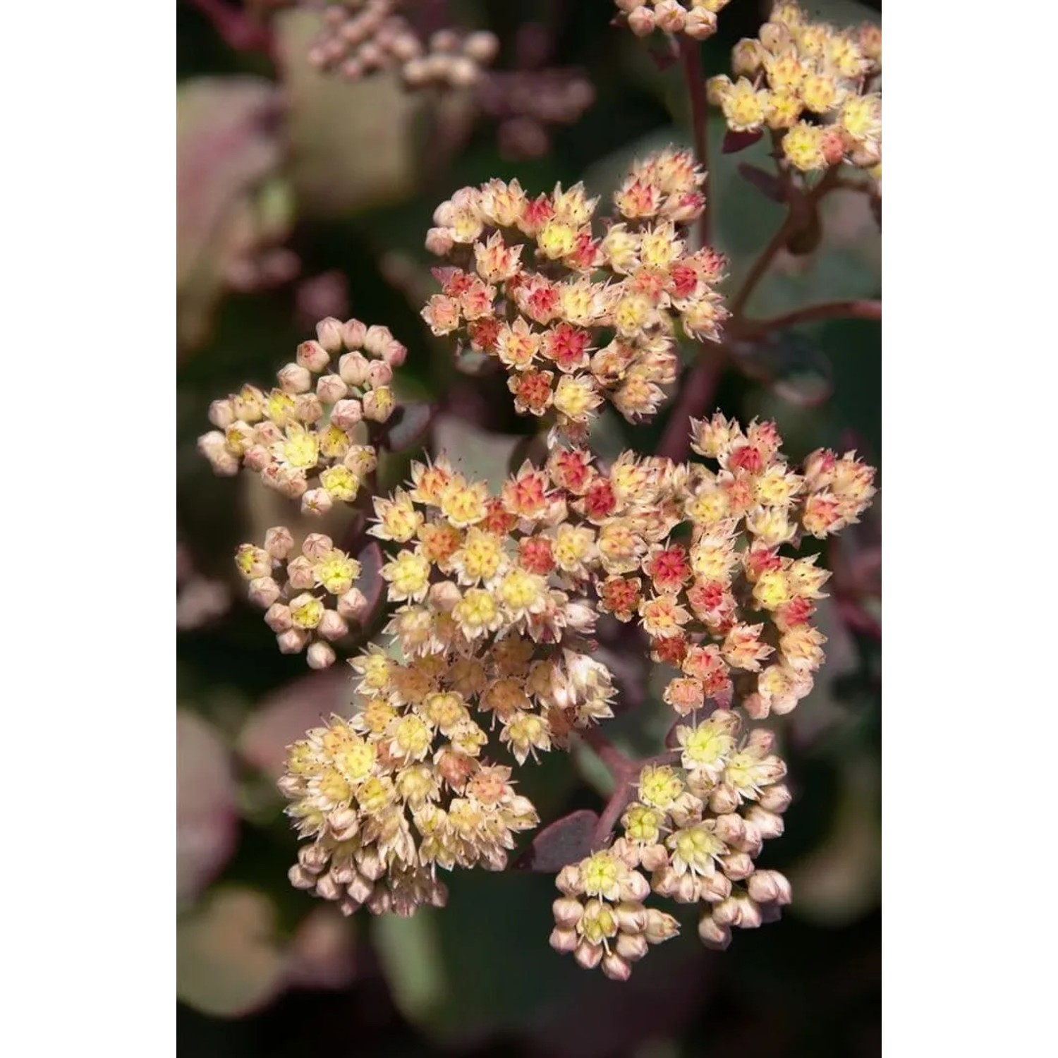 Nahaufnahme der gelben Blüten der Sedum Telephium 'Yellow Xenox' Fetthenne im Topf.