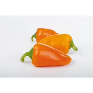 Drei orange Snackpaprika (Capsicum annuum) im Topf von Grow by OBI.