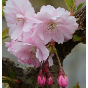 Nahaufnahme der zarten, rosa Blüten der frühen Zierkirsche (Prunus Accolade).