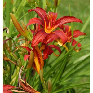 Nahaufnahme der roten Taglilie 'Crimson Glory' mit gelber Mitte, umgeben von grünen Blättern.