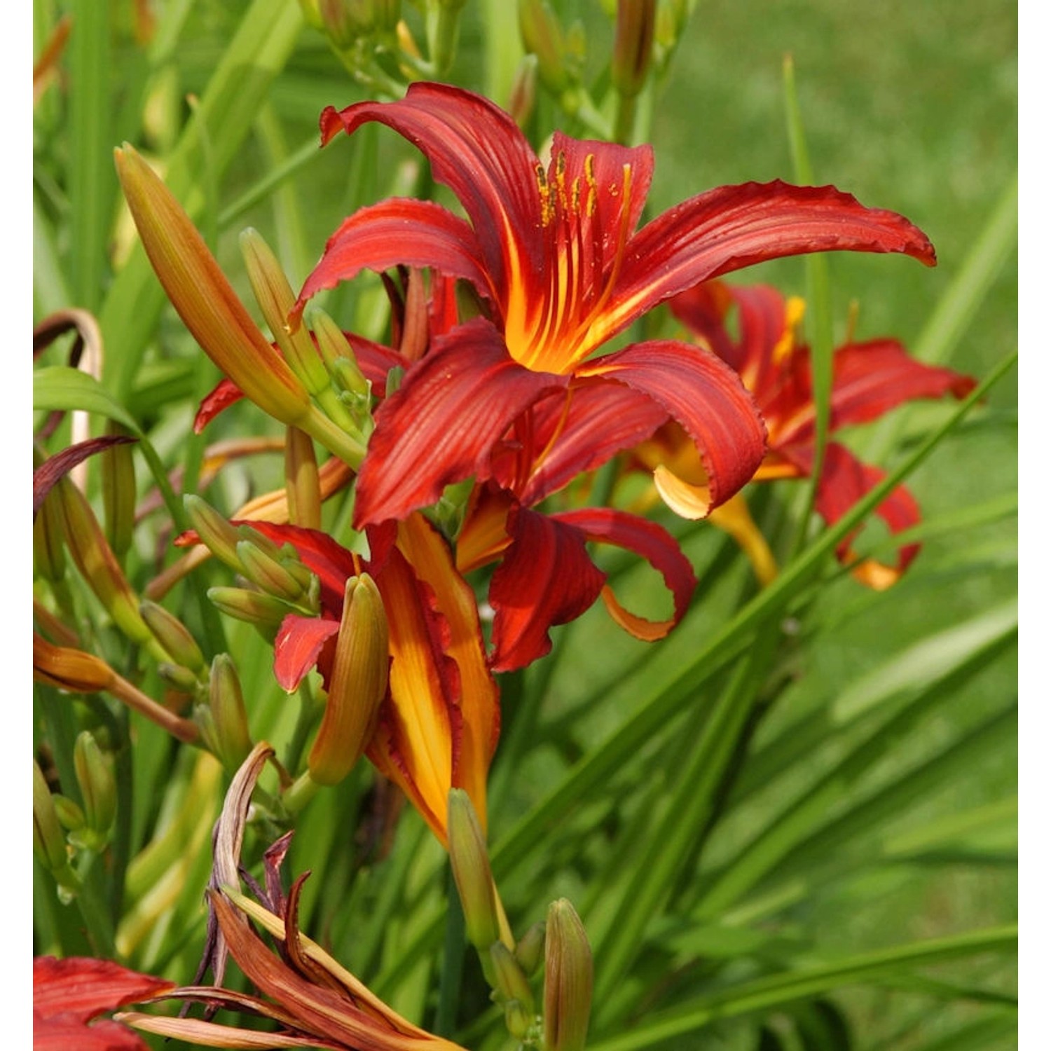 Taglilie Crimson Glory - Hemerocallis cultorum günstig online kaufen