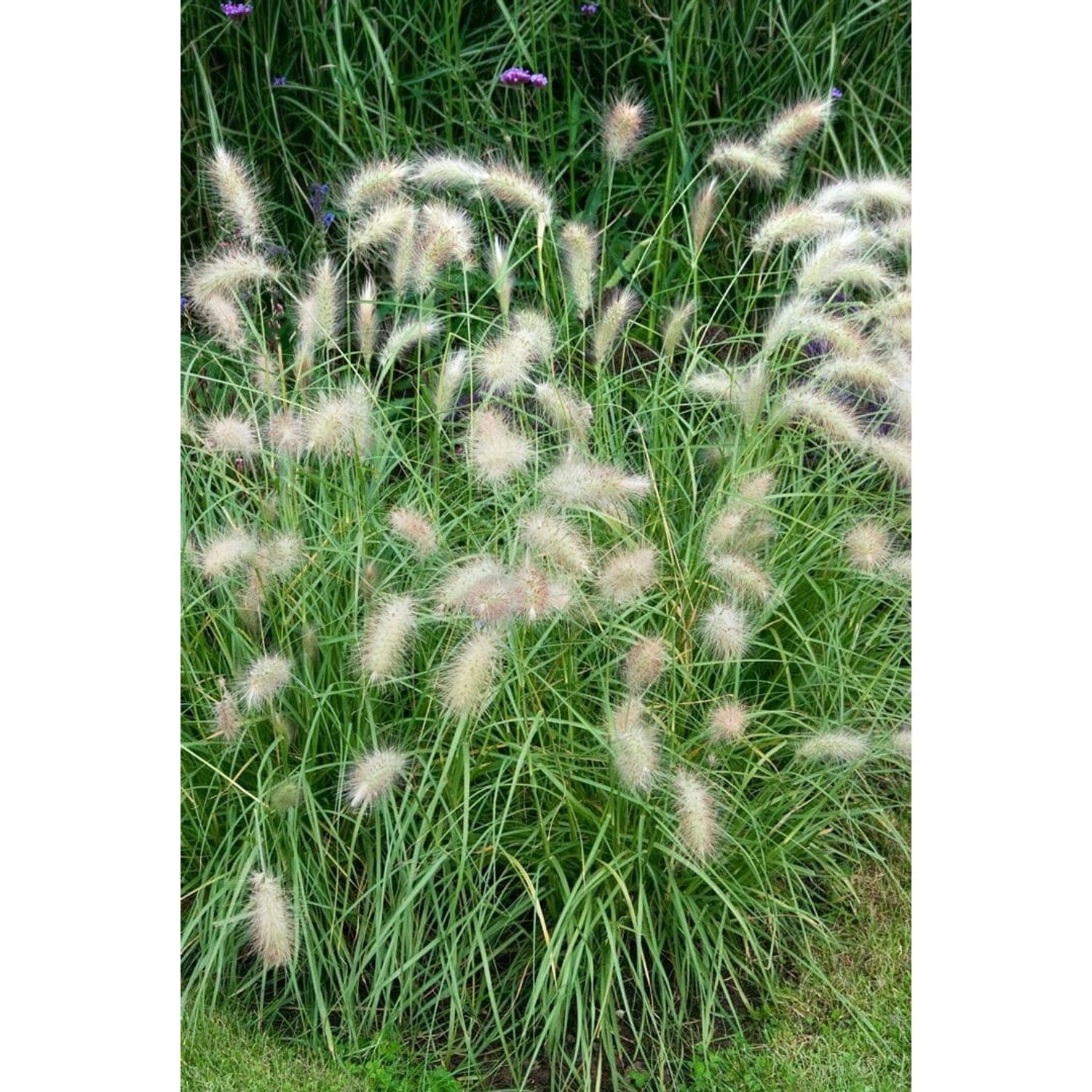 Pennisetum Alopecuroides Herbstfreude Lampenputzergras 3-5 Liter Container günstig online kaufen