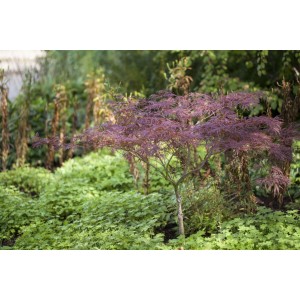 Acer Palmatum Inaba-Shidare, Japanischer Ahorn mit rotem Laub im Garten.