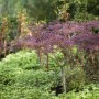 Acer Palmatum Inaba-Shidare, Japanischer Ahorn mit rotem Laub im Garten.