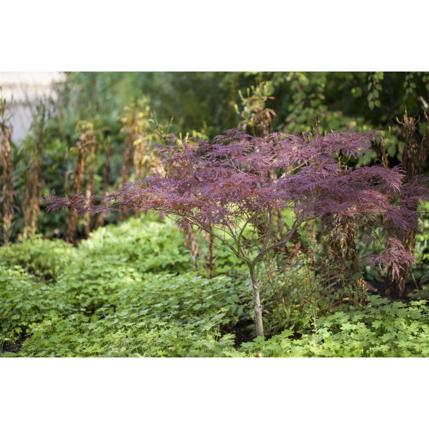 Acer Palmatum Inaba-Shidare Japanischer Ahorn Rot 80–100 cm günstig online kaufen