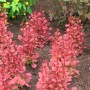 Säulen-Berberitze 'Orange Sunrise' (Berberis thunbergii) mit orange-rotem Laub im Garten.