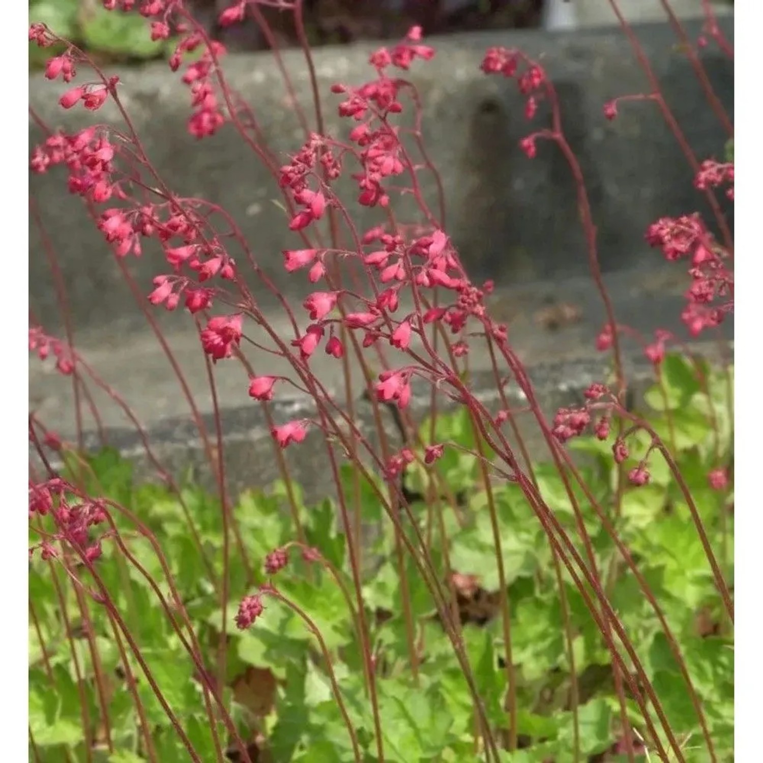 Purpurglöckchen Red Spangles - Heuchera brizoides