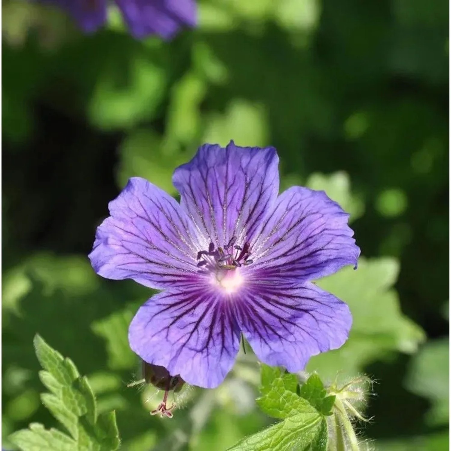 Blauviolett Storchenschnabel Vital - Geranium ibericum