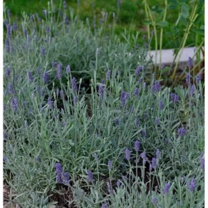Foto von echtem Lavendel Richard Gray (Lavandula angustifolia) mit violetten Blüten im Garten.