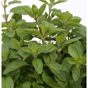 Frischer Majoran (Origanum majorana) mit grünen Blättern, Nahaufnahme.