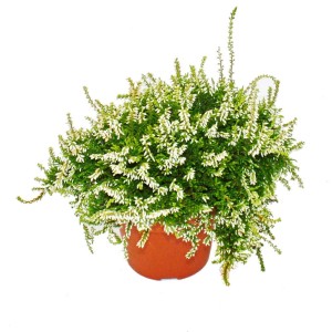 Hängende, weiße Exotenherz Calluna (Besenheide) im 12cm Topf, 3er Set.